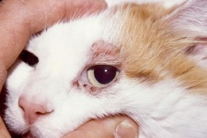 Эрлихиоз у кошек